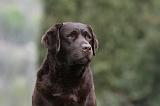 LABRADOR 893